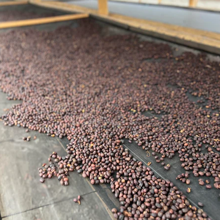 Show Off Medium-Light